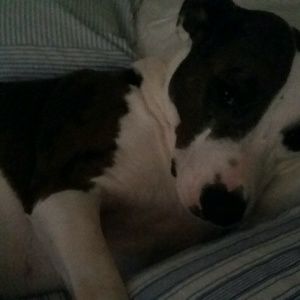 Meet your Posher, Molly